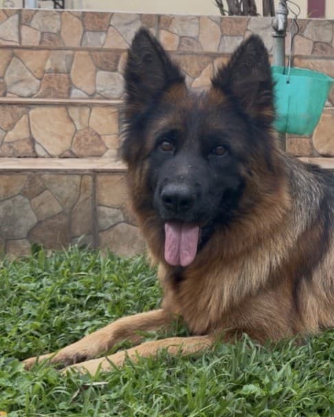 Desouza Wren (Queen), a long-coat black and tan German Shepherd dam