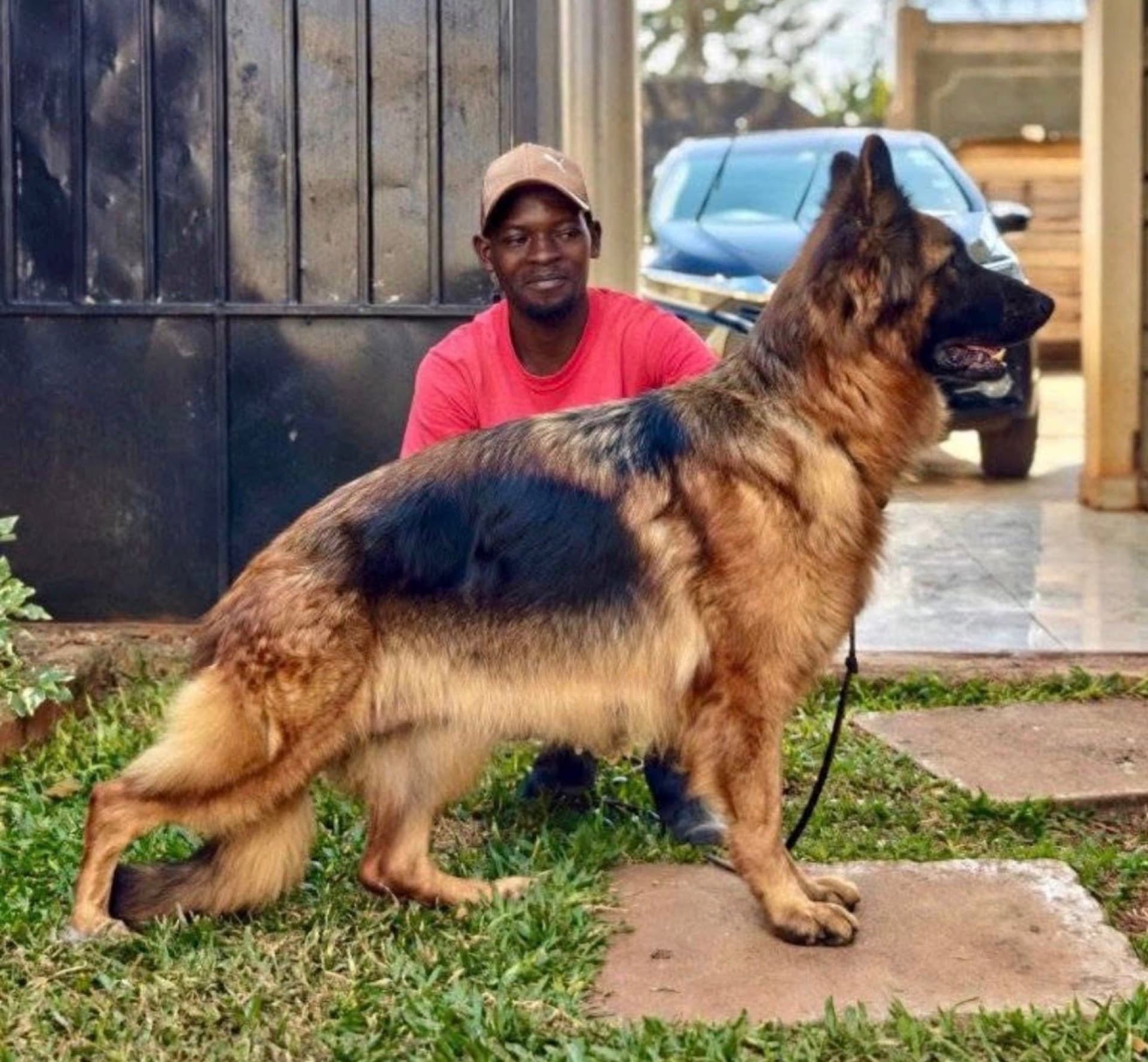 Citadel K9s German Shepherd standing beside its handler