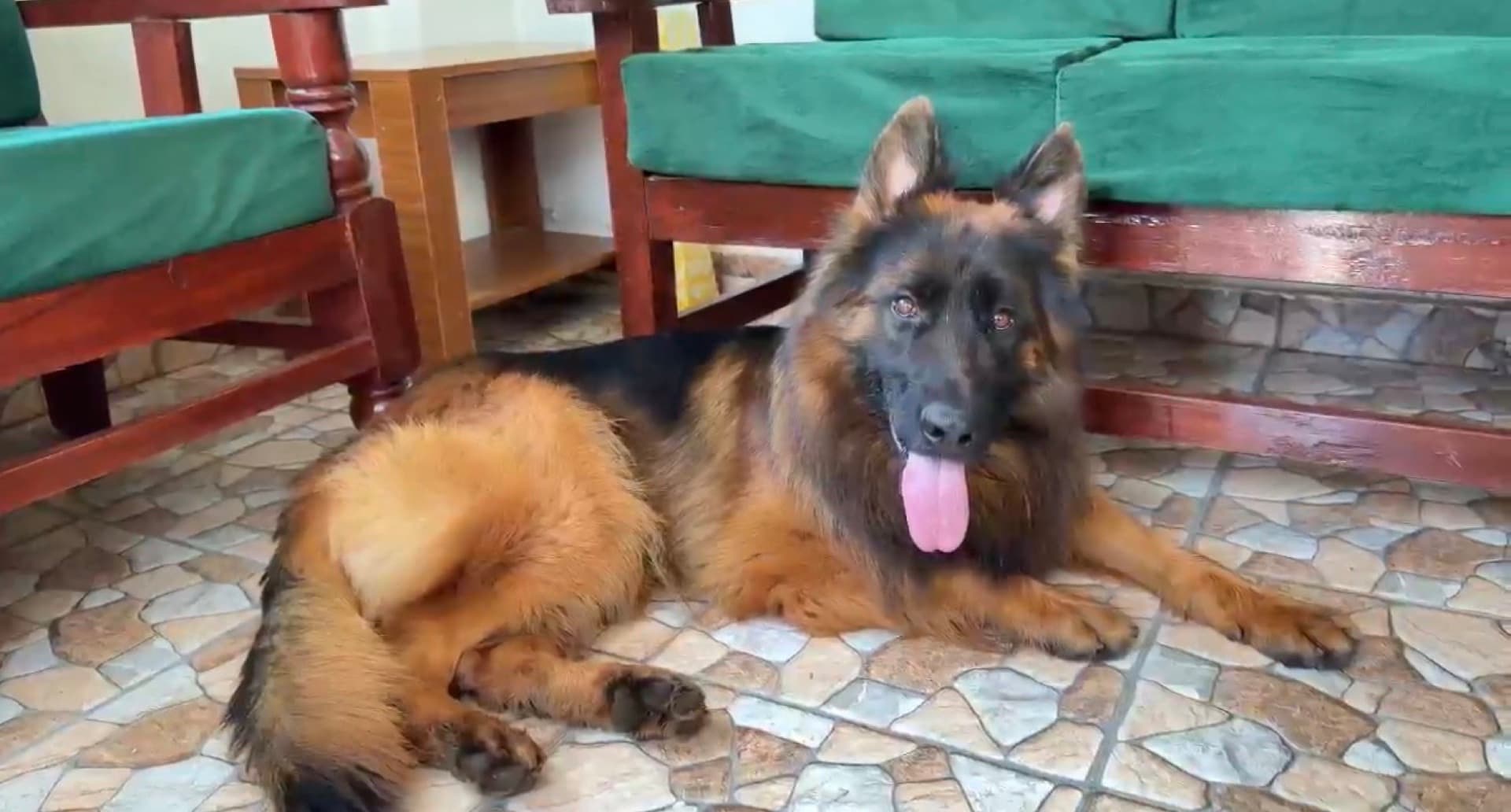 German Shepherd relaxing indoors