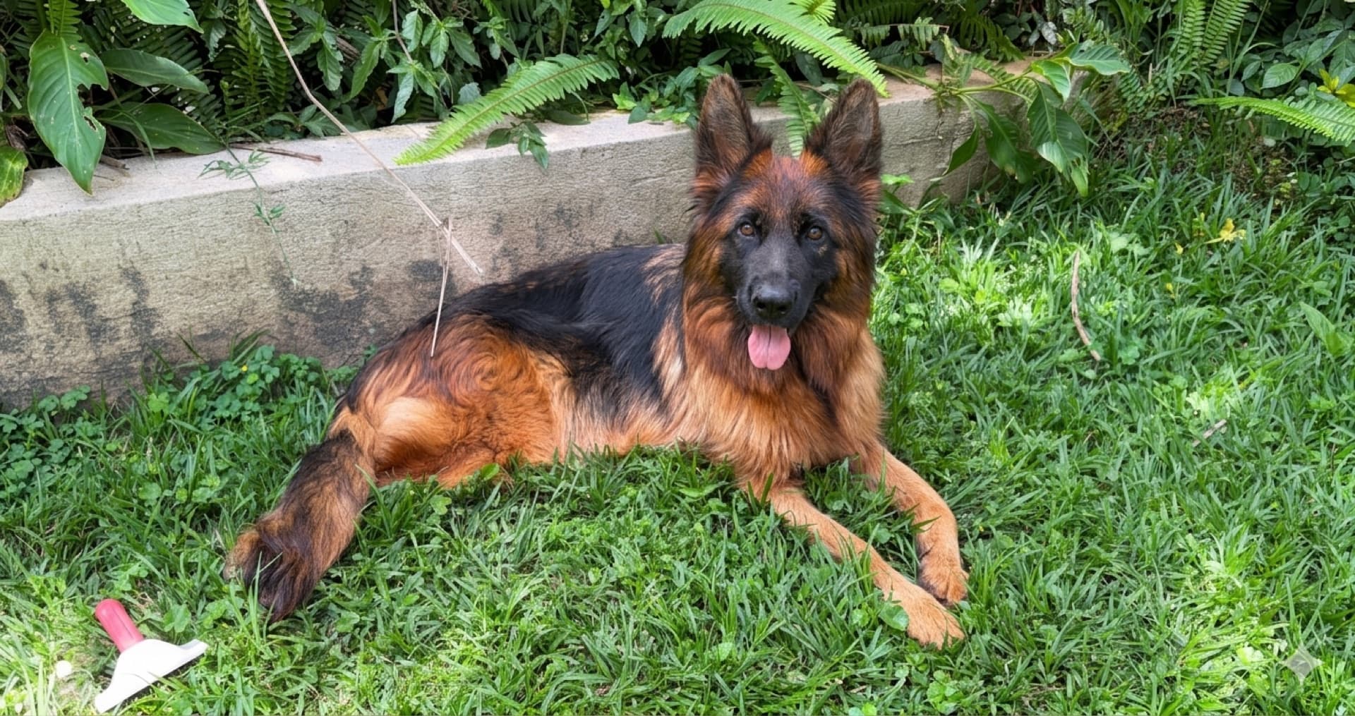 A richly coated German Shepherd resting in a garden