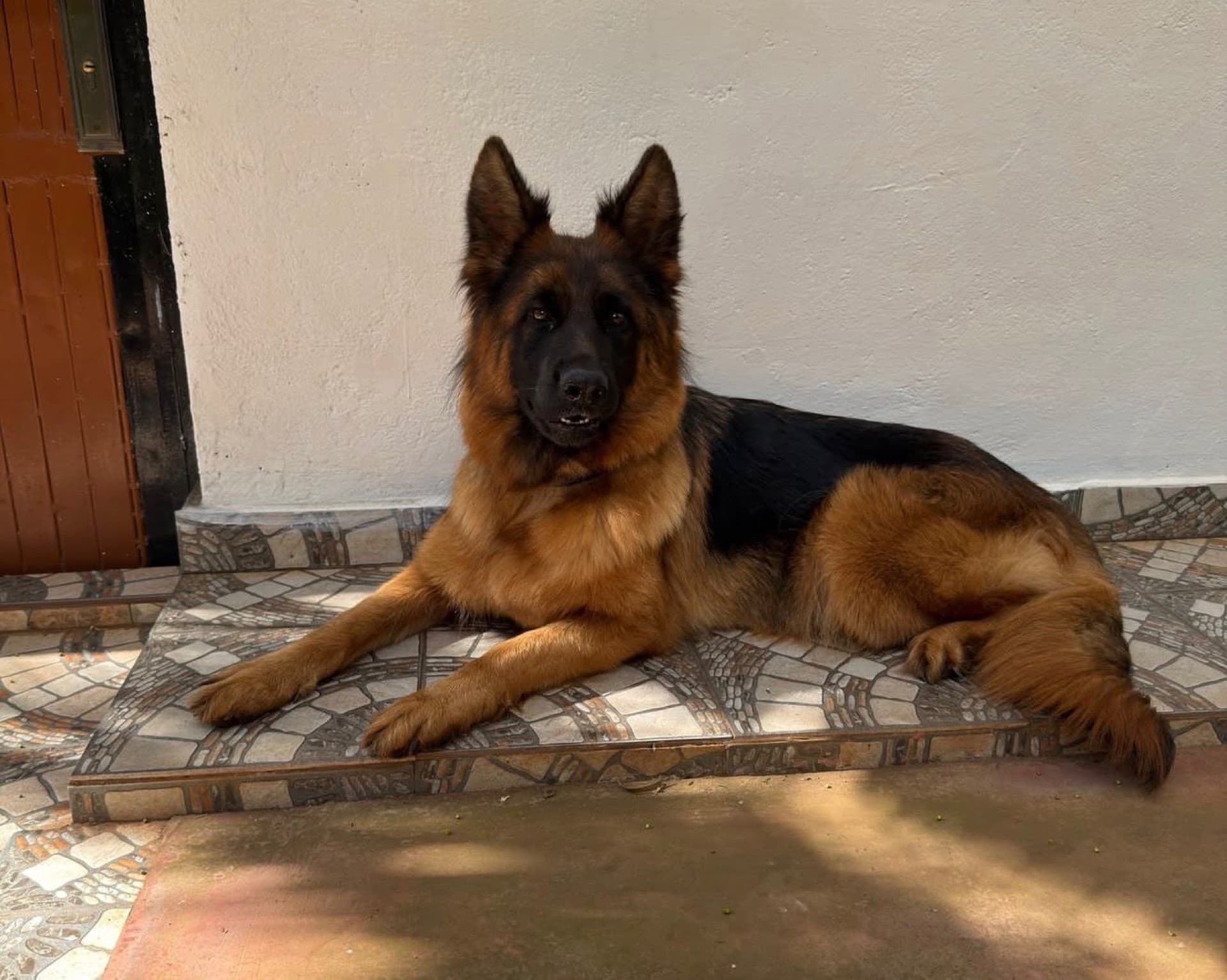 German Shepherd resting on a veranda