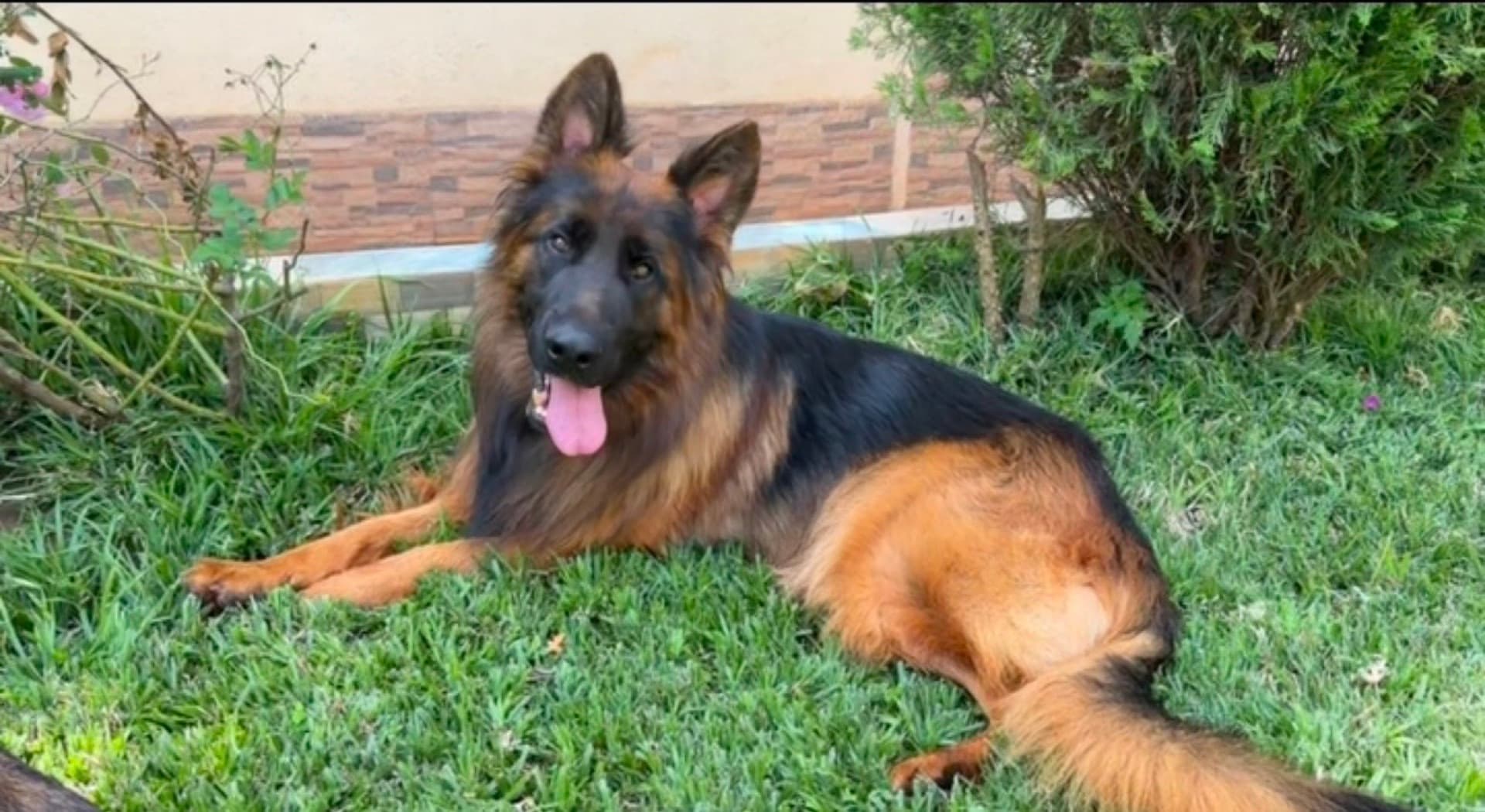 German Shepherd lying in the grass with an alert, friendly expression