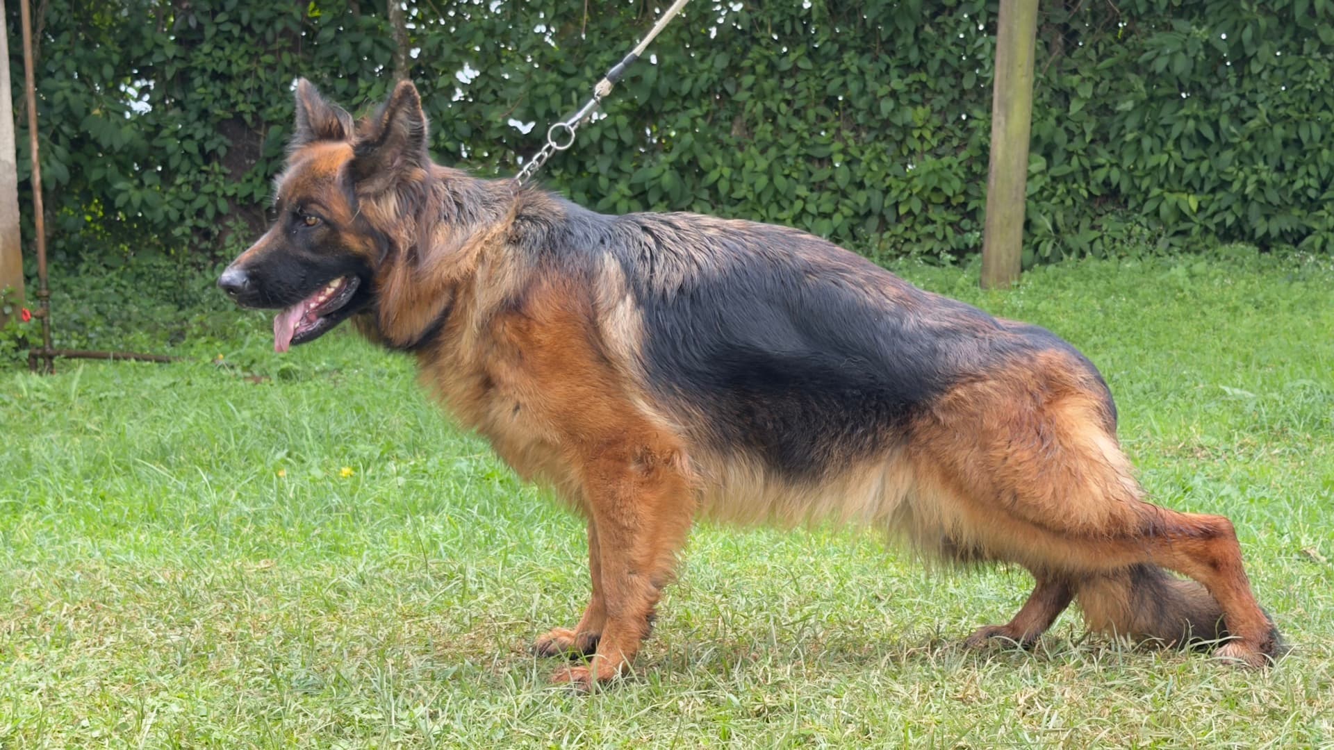 A Citadel K9s German Shepherd stacked to show structure