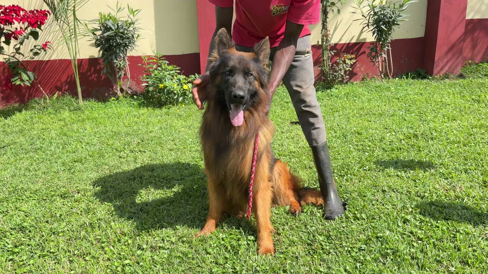 Video of a Citadel K9s adult German Shepherd standing on a lead