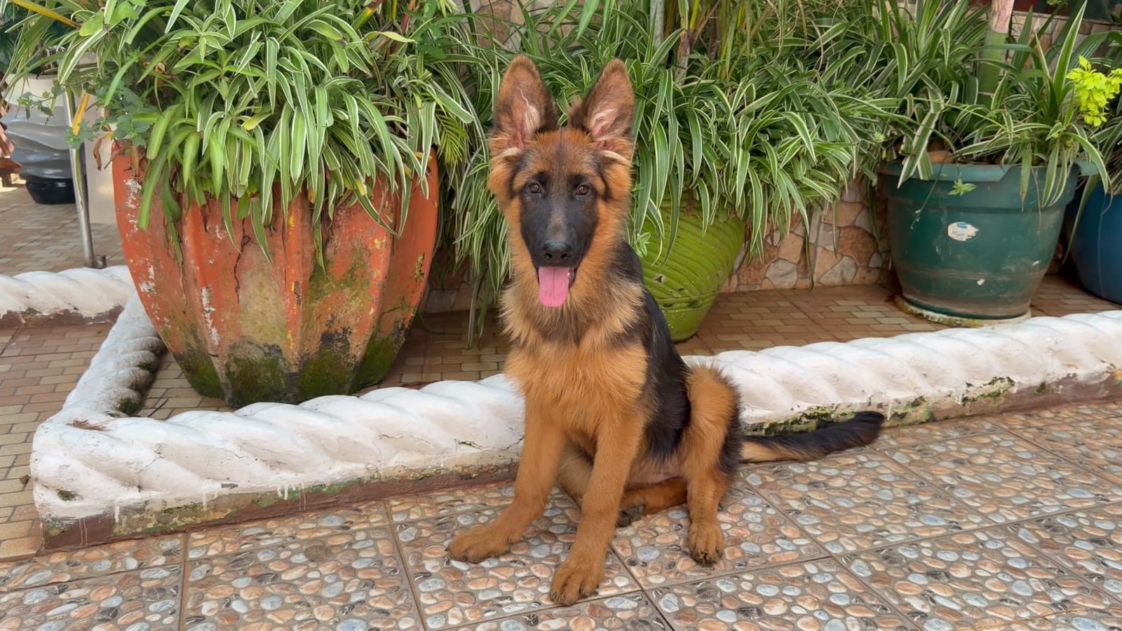 Video of a young German Shepherd sitting in a garden