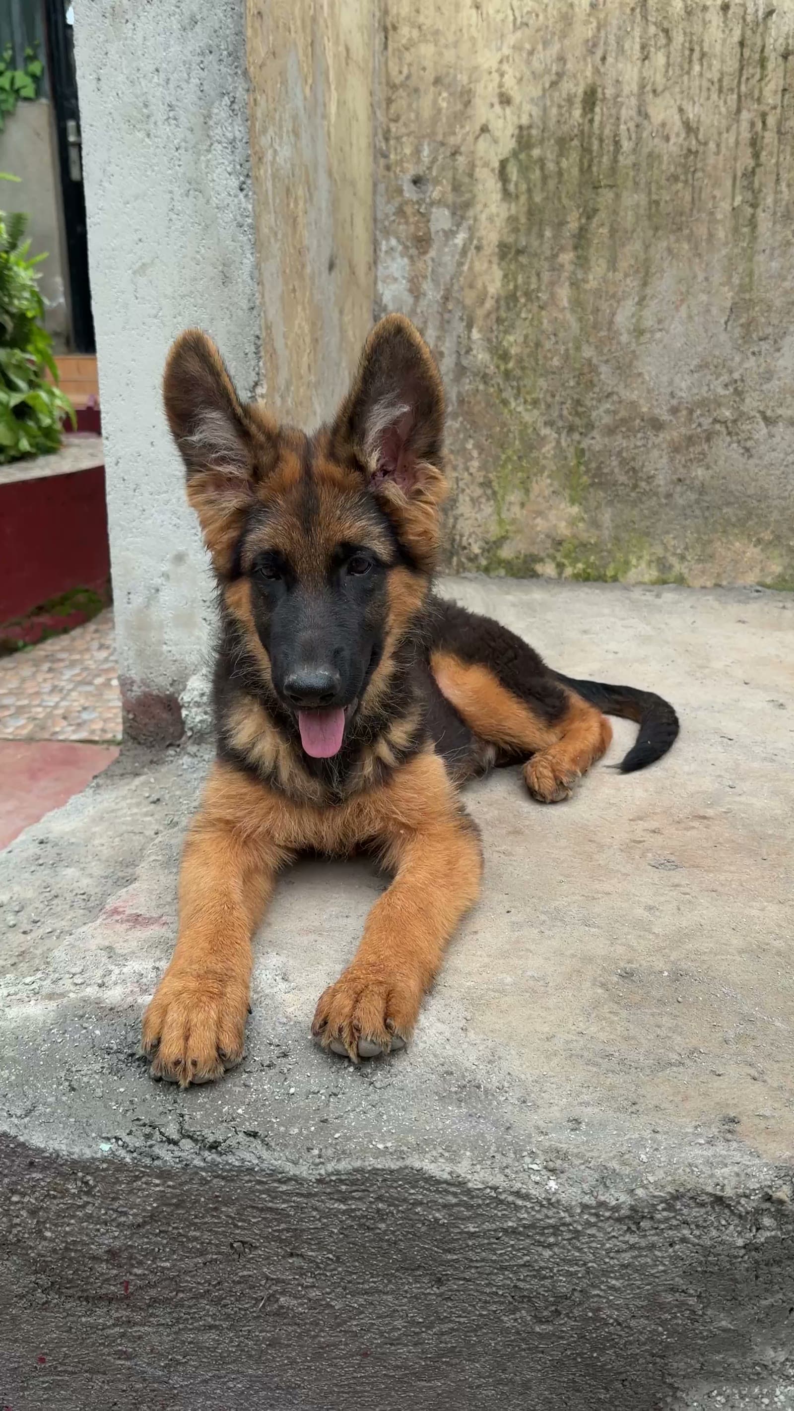 Video of a Citadel K9s German Shepherd puppy resting outdoors