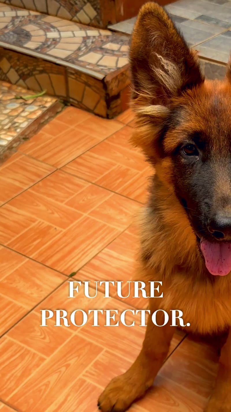 Citadel K9s promotional reel featuring a long-coat German Shepherd puppy