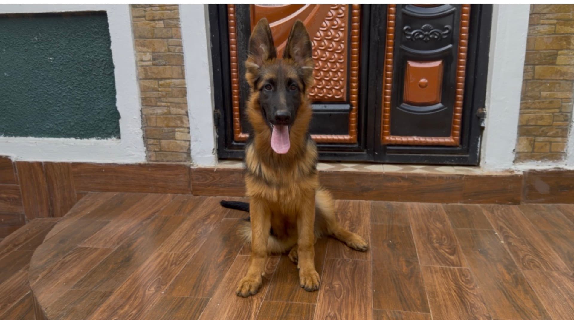 German Shepherd puppy with ears up