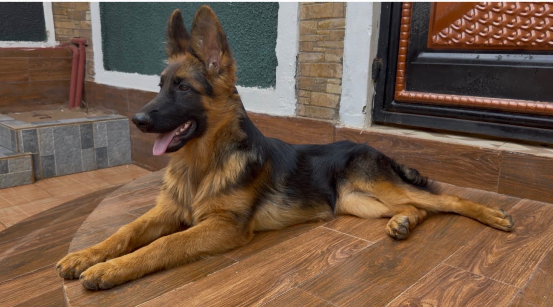 Young long-coat German Shepherd sitting attentively on a veranda
