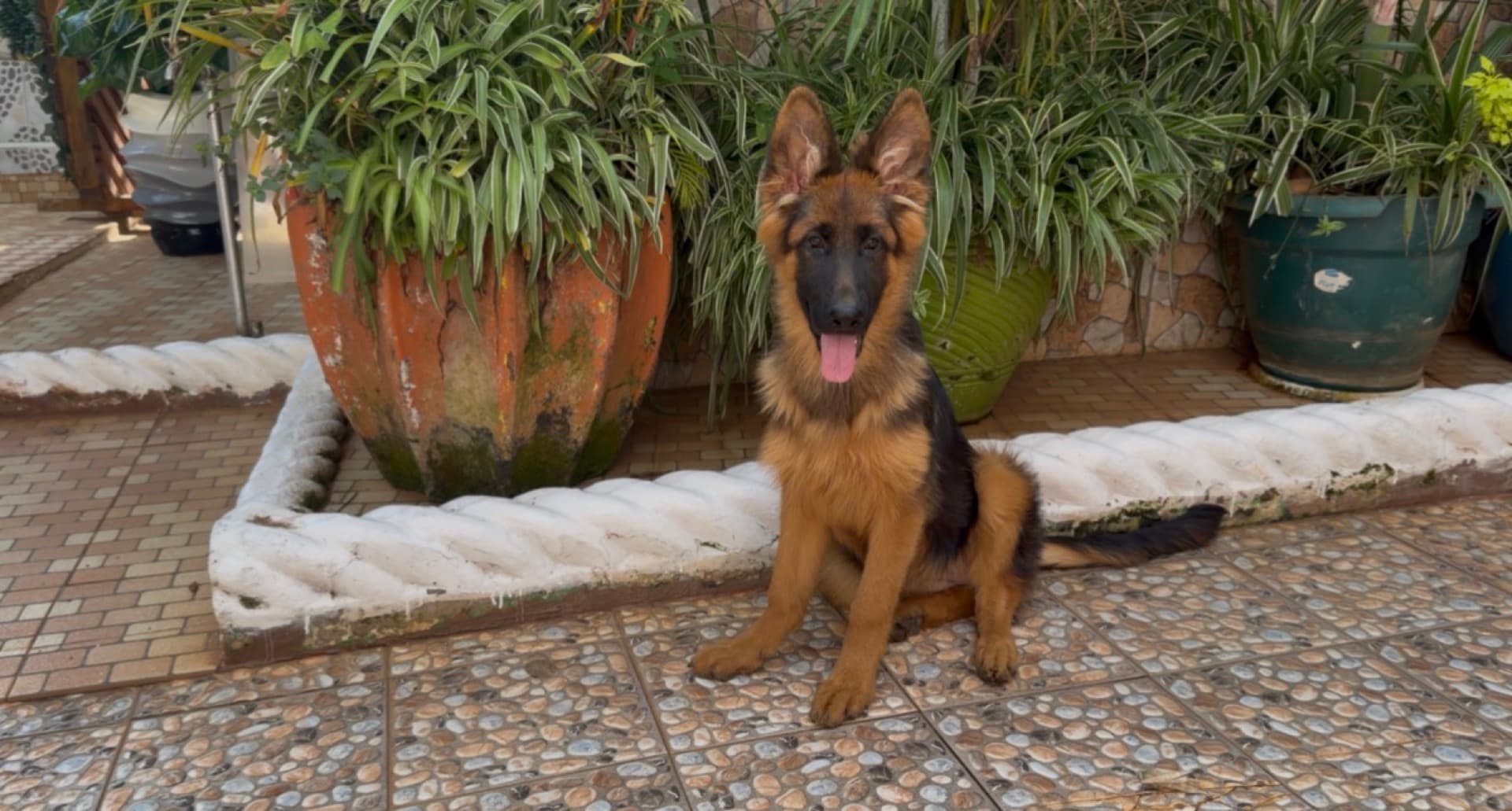 A young Citadel K9s German Shepherd sitting proudly